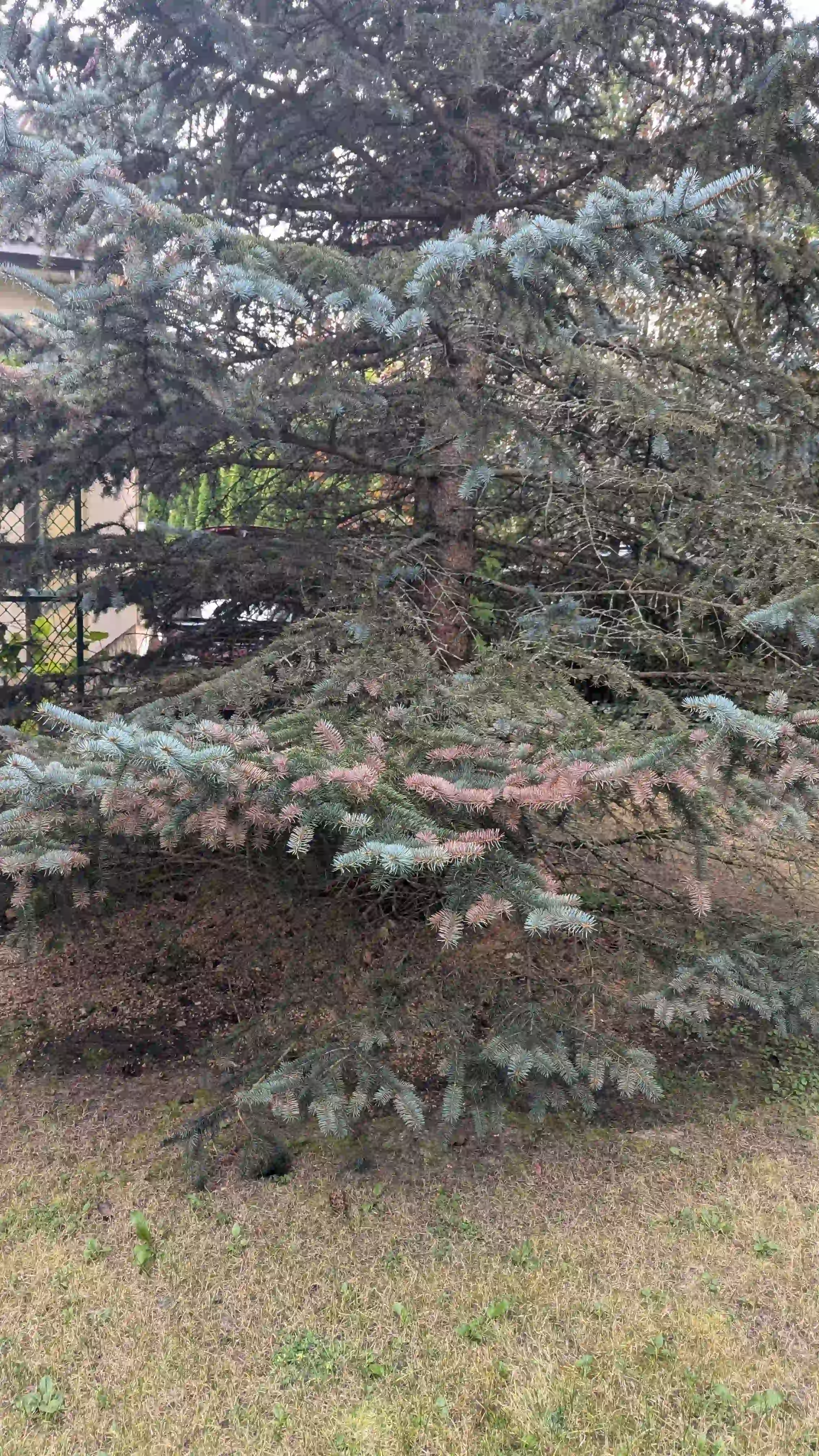 Хроническое шютте в г. Шатура