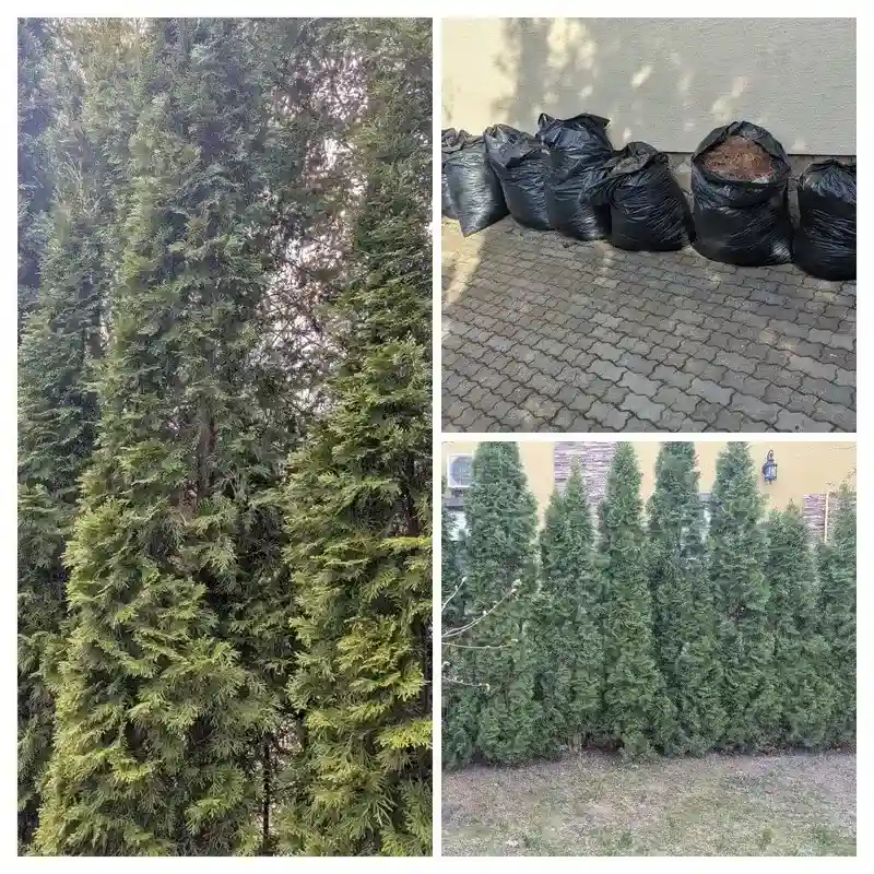 Восстановление туй в г. Шатура